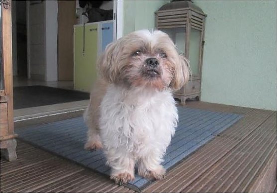 Hund (Foto: Karin ZIegler)