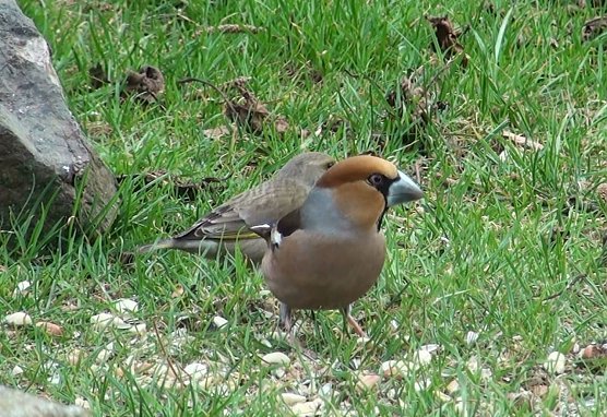 Kernbei&szlig;er und Gr&uuml;nfink (Foto: P. H&ouml;hns)