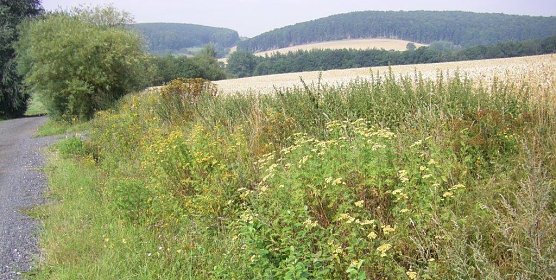 Ein Bild, das erfreut: Bl&uuml;hender Feldrain. (Foto: Wilhelm Roth)