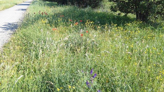 Am Schachtbau-Gel&auml;nde in Nordhausen (Foto: Kurt Frank)