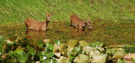 Rehe im Wasser (Foto: Andreas Knoll - Th&uuml;ringenForst)