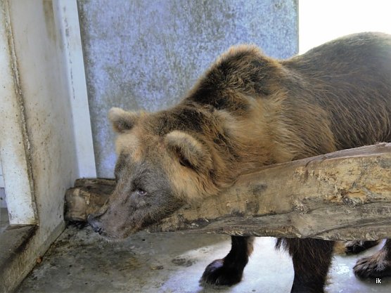 Doro noch in der Station (Foto: Ilka K&uuml;hn)