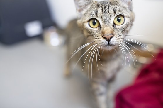 Katze (Foto: Deutscher Tierschutzbund) Katze (Foto: Deutscher Tierschutzbund)