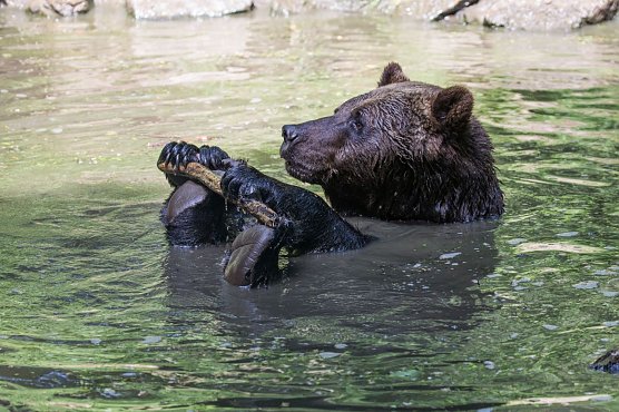 Badender B&auml;r (Foto: B&auml;renpark Worbis)