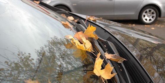 Hrbstlaub (Foto: TÜV Thüringen) Hrbstlaub (Foto: TÜV Thüringen)