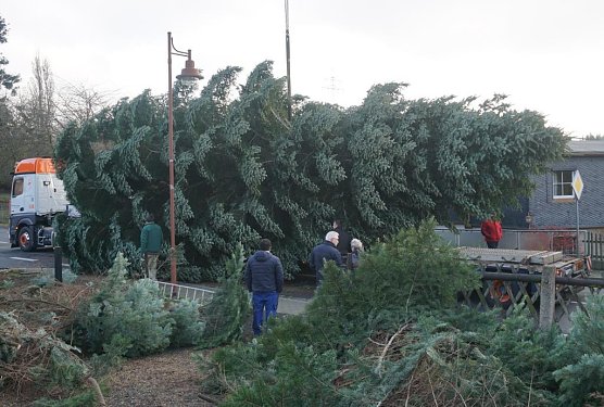 Deutschlands prominentester Weihnachtsbaum kommt wieder aus Th&uuml;ringen (Foto: Th&uuml;ringenForst)
