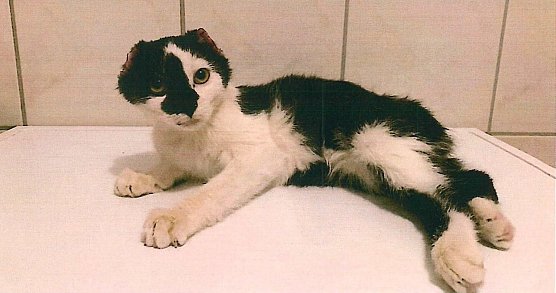 Katzenjunges (Foto: Kripo MHL)