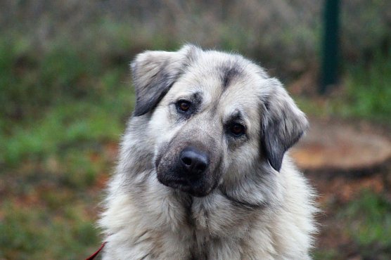 Bella sucht ein Zuhause (Foto: Tierschutzbund)