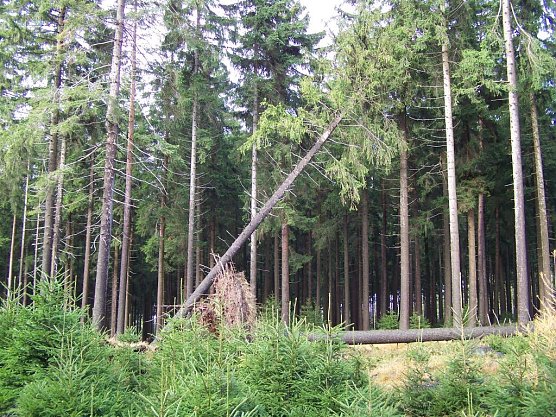 Typische Sch&auml;den mittelstarker Orkanst&uuml;rme: Fichten-Einzelw&uuml;rfe, die aber bei der derzeitig kritischen Forstschutzsituation f&uuml;r Waldbesitzer und F&ouml;rster viel Arbeit bedeuten. Sie m&uuml;ssen schnellsten gefunden, aufgearbeitet und aus dem Wald gebracht werden (Foto: Dr. Horst Spro&szlig;mann)