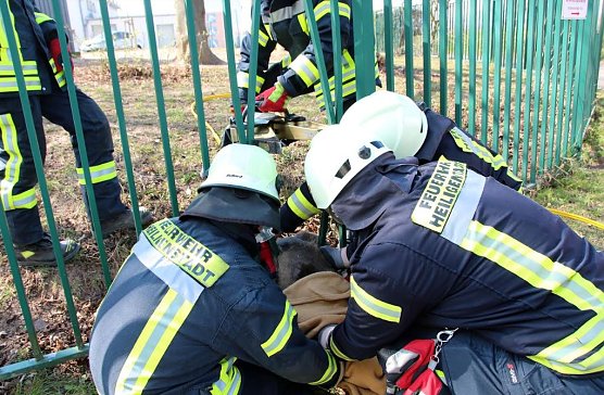 Reh wird befreit (Foto: Feuerwehr Heiligenstadt)