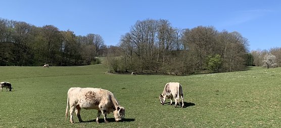 wetter (Foto: oas) wetter (Foto: oas)