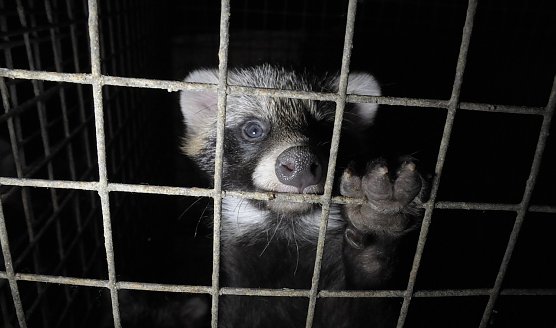 Marderhund (Foto: Copyright: Otwarte Klatki) Marderhund (Foto: Copyright: Otwarte Klatki)