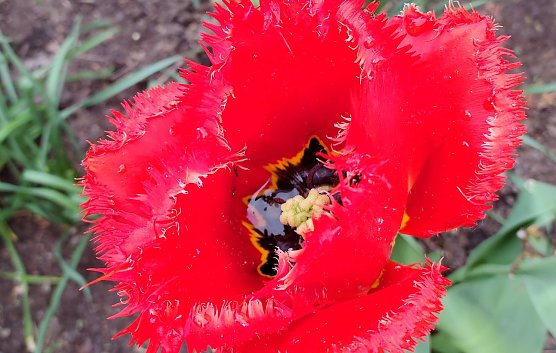 Frühling (Foto: U.Vetter) Frühling (Foto: U.Vetter)