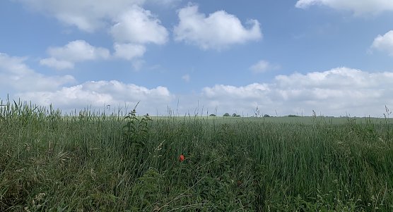 Windlücke Nordhausen (Foto: oas) Windlücke Nordhausen (Foto: oas)