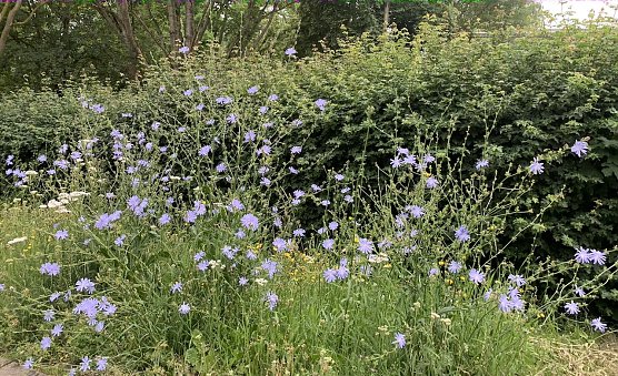 Blumenwiese in Nordhausen (Foto: oas) Blumenwiese in Nordhausen (Foto: oas)