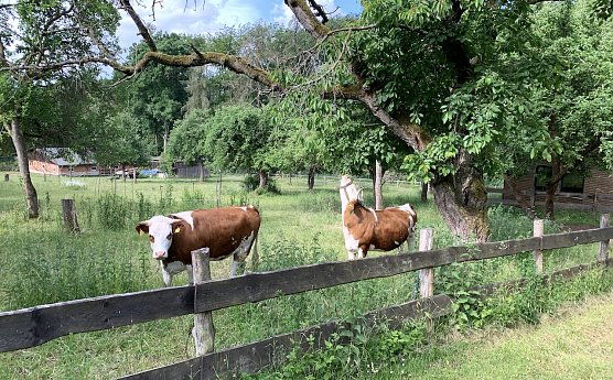 Harzrigi (Foto: oas) Harzrigi (Foto: oas)