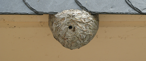 Wespennest am Haus - was tun? (Foto: NABU/Horst Nölle) Wespennest am Haus - was tun? (Foto: NABU/Horst Nölle)