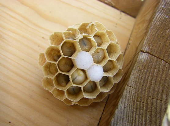 Wabenscheibe mit Brut (Foto: Wilhelm Roth) Wabenscheibe mit Brut (Foto: Wilhelm Roth)