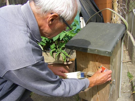 Umsiedlung der Hornissenkönigin in den Brutkasten (Foto: Wilhelm Roth) Umsiedlung der Hornissenkönigin in den Brutkasten (Foto: Wilhelm Roth)