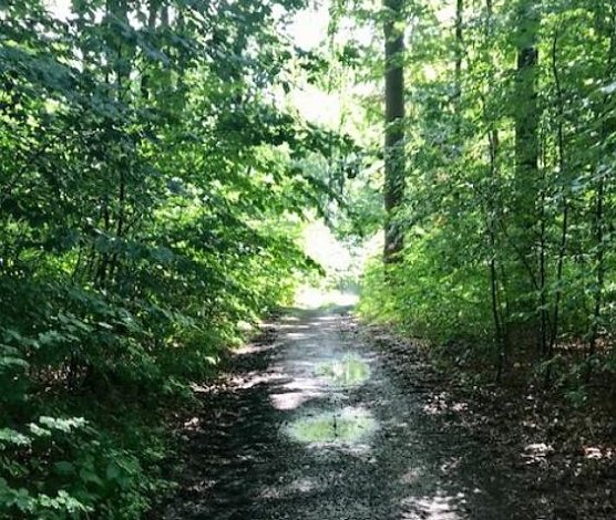 Der Stadtwald ist Thema einer Umfrage (Foto: Norbert Sondermann)