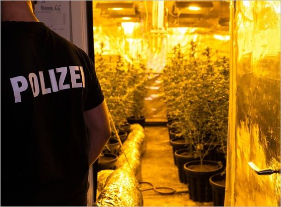 Cannabisplantage bei Durchsuchung entdeckt (Foto: Polizei Göttingen) Cannabisplantage bei Durchsuchung entdeckt (Foto: Polizei Göttingen)