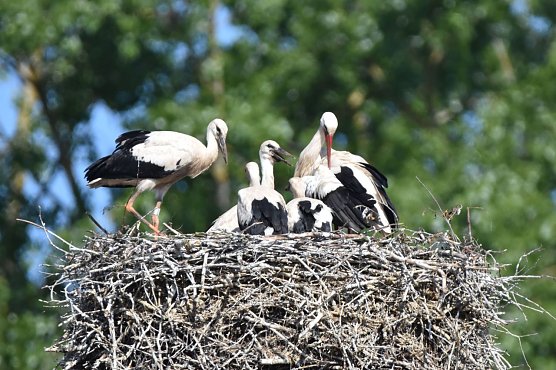 Weißstörche - NABU zieht positive Bilanz für 2020 (Foto: NABU/K. Schmidt) Weißstörche - NABU zieht positive Bilanz für 2020 (Foto: NABU/K. Schmidt)