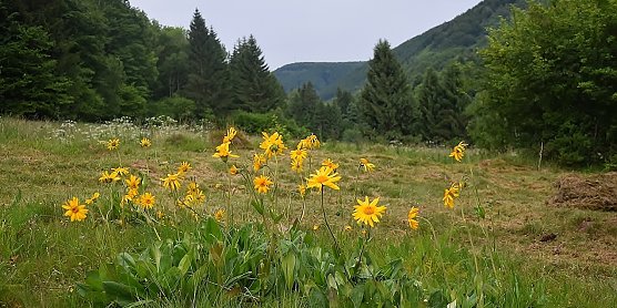 Sommerwiese (Foto: nnz-Archiv) Sommerwiese (Foto: nnz-Archiv)