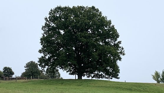 An der Wolfsmühle (Foto: oas) An der Wolfsmühle (Foto: oas)