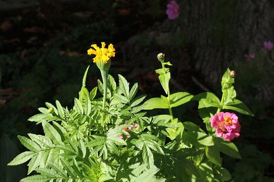 Wetterbild (Foto: agl)