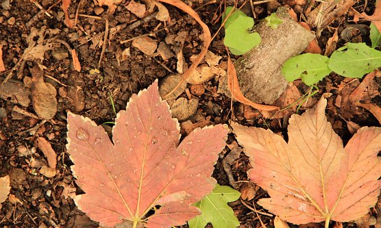 Herbstlaub (Foto: nnz-Archiv)