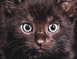 Keine Angst vor schwarzen Tieren! (Foto: Deutscher Tierschutzbund) Keine Angst vor schwarzen Tieren! (Foto: Deutscher Tierschutzbund)