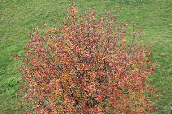 Herbstf&auml;rbung (Foto: oas)