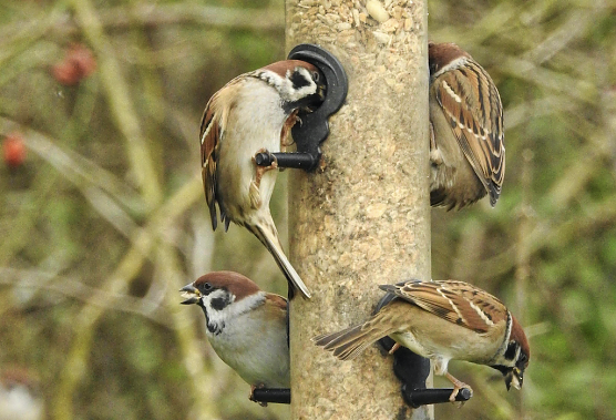 Futtersilo (Foto: Arne von Brill) Futtersilo (Foto: Arne von Brill)