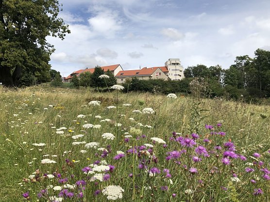 Naturfoto (Foto: Privat) Naturfoto (Foto: Privat)