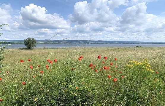 Der Fr&uuml;hling h&auml;mmert dieses Wochenende an die Wettert&uuml;r (Foto: nnz-Archiv)