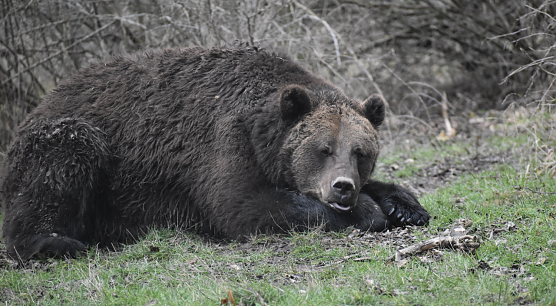 B&auml;r Pedro kann man trotz frischer Luft immer noch nicht besuchen (Foto: B&auml;renpark Worbis)