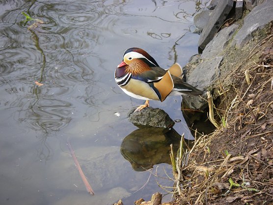 Die V&ouml;gel finden kaum noch R&uuml;ckzugsm&ouml;glichkeiten (Foto: W. Roth)
