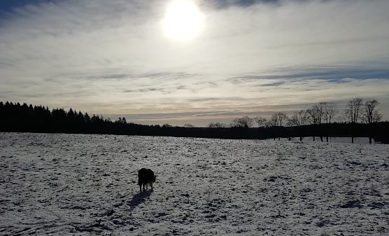 Feld mit Hund bei Sophienhof (Foto: W.Jörgens) Feld mit Hund bei Sophienhof (Foto: W.Jörgens)