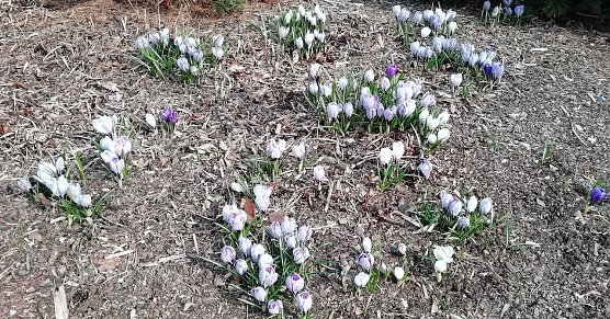 Fr&uuml;hlingsboten (Foto: W.J&ouml;rgens)