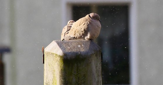 Lachtauben im April (Foto: emw)