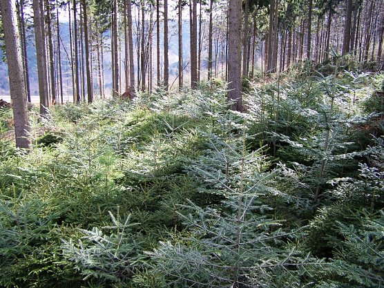 Biologische Vielfalt ist nicht immer f&uuml;r den Laien sofort erkennbar: &Ouml;kologisch wie forstlich wertvolle Wei&szlig;-Tannenverj&uuml;ngung unter Fichtenaltholz im Forstamt Finsterbergen (Foto: Th&uuml;ringenForst, Dr. Horst Spro&szlig;mann)