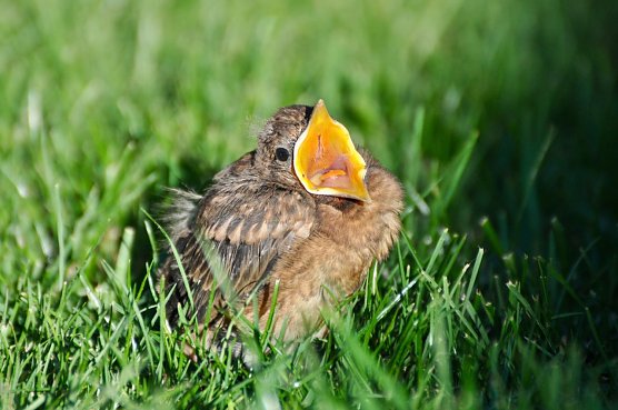 Junge bettelnde Amsel (Foto: Nadine Bettinghausen)