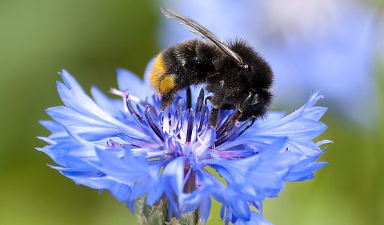 Eine Steinhummel bei der Arbeit (Foto: Kathy Büscher) Eine Steinhummel bei der Arbeit (Foto: Kathy Büscher)