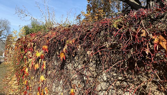 Herbstlaub (Foto: oas)