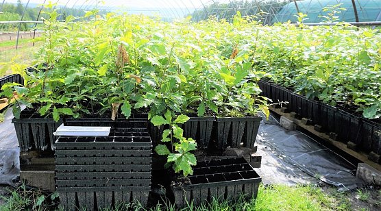 In den vasen&auml;hnlichen Minicontainern werden die Forstpflanzen besonders wurzelschonend gezogen und erst direkt vor der Pflanzung im Wald samt Wurzelerde entnommen. Die Container werden wiederverwendet (Foto: Dr. Horst Spro&szlig;mann)