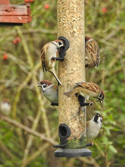 Feldsperlinge am Futtersilo (Foto: Arne von Brill) Feldsperlinge am Futtersilo (Foto: Arne von Brill)