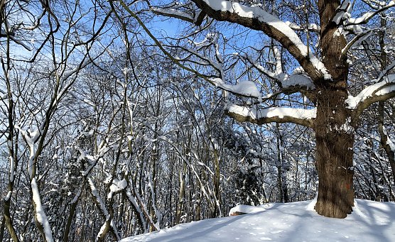 Die Aussichten für weiße Weihnachten stehen in Thüringen eher schlecht (Foto: oas) Die Aussichten für weiße Weihnachten stehen in Thüringen eher schlecht (Foto: oas)