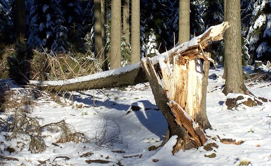 Winterst&uuml;rme haben gegen&uuml;ber Sommerst&uuml;rmen das gr&ouml;&szlig;ere Gefahrenpotenzial: Sie sind oft ausgedehnter, l&auml;nger andauernd und nicht selten auch intensiver. Waldbesuchende sollten dies insbesondere in den h&ouml;heren Gebirgslagen beachten (Foto: Horst Spro&szlig;mann)