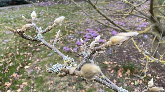 Nachtfröste begleiten weiter des Frühlings Erwachen (Foto: oas) Nachtfröste begleiten weiter des Frühlings Erwachen (Foto: oas)