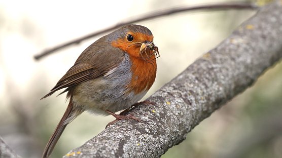 Rotkehlchen nach erfolgreicher Jagd (Foto: Eva Maria Wiegand) Rotkehlchen nach erfolgreicher Jagd (Foto: Eva Maria Wiegand)